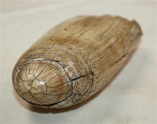 A 17th century carved whales tooth scrimshaw, 5.5in.